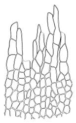Buxbaumia aphylla, exostome teeth. Drawn from A.J. Fife 7323, CHR 406488 and K.W. Allison 634, CHR 532687. 
 Image: R.C. Wagstaff © Landcare Research 2014 